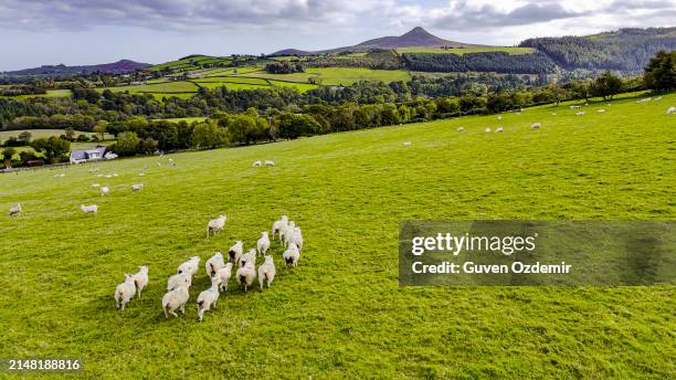 luftaufnahme einer schafherde grast, schafe grasen auf einer wiese in irland, luftaufnahme einer üppig grünen weide mit schafen grasen in irland - verwaltungsbezirk county antrim stock-fotos und bilder