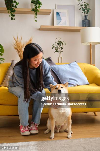 asian woman is sitting on a yellow couch petting a shiba inu dog. - cute shiba inu puppies stock pictures, royalty-free photos & images