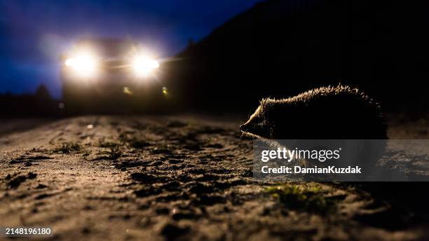 european hedgehog (erinaceus europaeus) - animal crossing road foto e immagini stock