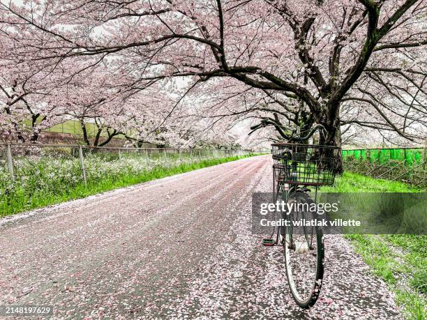 a bicycle is parked against a cherry blossom tree - iwate prefecture stock pictures, royalty-free photos & images