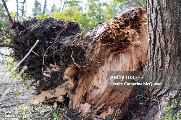 downed multi stem hemlock tree - hemlock tree stockfoto's en -beelden