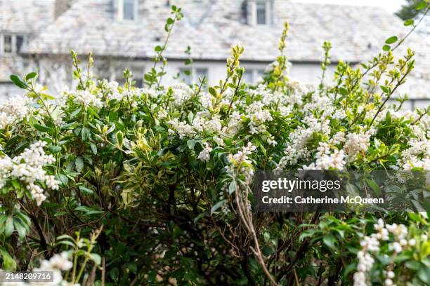 early blooming lily of the valley bush - royal wedding of prince william and catherine middleton stock pictures, royalty-free photos & images