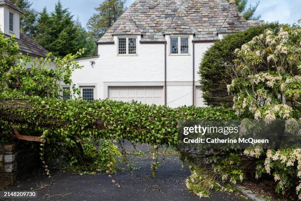 downed multi stem hemlock tree over driveway - hemlock tree stockfoto's en -beelden