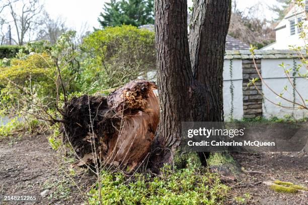 downed multi stem hemlock tree - hemlock tree stockfoto's en -beelden