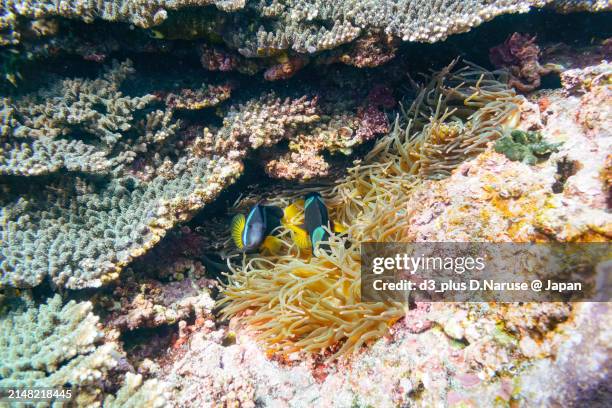 the lovely yellowtail clownfish pair in beautiful sea anemones,

sokodo beach, a skin diving point.
izu islands, tokyo. japan,
underwater photo taken february 22, 2020. - 20/20 stock pictures, royalty-free photos & images