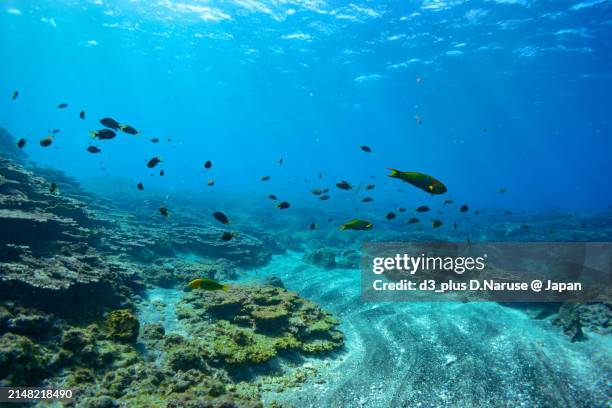 a school of the northern yellow-spotted chromis (chromis yamakawai iwatsubo & motomura) and yellow-brown wrasse (thalassoma lutescens) and others in wonderful coral reefs.

sokodo beach, a skin diving point.
izu islands, tokyo. japan,
underwater photo tak - spotted wrasse stock pictures, royalty-free photos & images