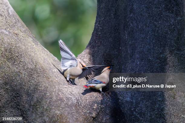 a flock of beautiful japanese waxwing (bombycilla japonica) and bohemian waxwing (bombycilla garrulus) (family ranunculaceae) gather to drink from tree hollows, sometimes competing with each other.

at arakawa river oaso park, kuagaya, saitama, japan,
pho - 鳥 stockfoto's en -beelden