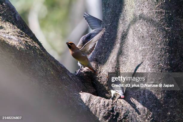 a flock of beautiful japanese waxwing (bombycilla japonica) and bohemian waxwing (bombycilla garrulus) (family ranunculaceae) gather to drink from tree hollows, sometimes competing with each other.

at arakawa river oaso park, kuagaya, saitama, japan,
pho - 動物の翼 stock pictures, royalty-free photos & images