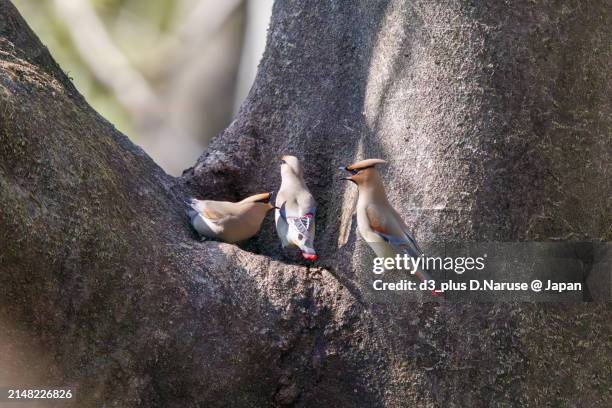 a flock of beautiful japanese waxwing (bombycilla japonica) and bohemian waxwing (bombycilla garrulus) (family ranunculaceae) gather to drink from tree hollows, sometimes competing with each other.

at arakawa river oaso park, kuagaya, saitama, japan,
pho - 鳥 stockfoto's en -beelden