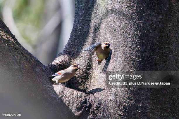 a flock of beautiful japanese waxwing (bombycilla japonica) and bohemian waxwing (bombycilla garrulus) (family ranunculaceae) gather to drink from tree hollows, sometimes competing with each other.

at arakawa river oaso park, kuagaya, saitama, japan,
pho - ワイルドライフ - fotografias e filmes do acervo