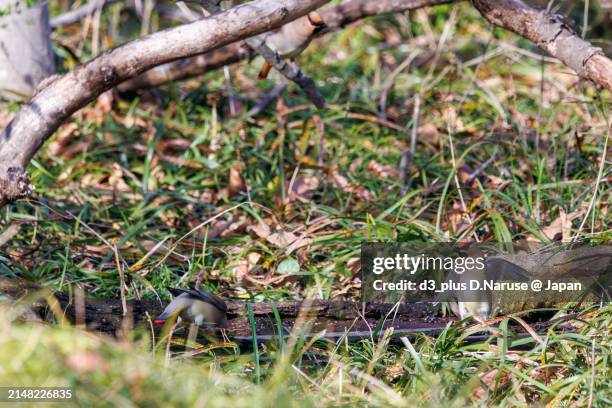 a flock of beautiful japanese waxwing (bombycilla japonica) and bohemian waxwing (bombycilla garrulus) (family ranunculaceae) gather to drink from tree hollows, sometimes competing with each other.

at arakawa river oaso park, kuagaya, saitama, japan,
pho - 翼を広げる fotografías e imágenes de stock