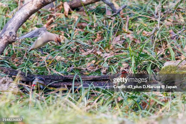 a flock of beautiful japanese waxwing (bombycilla japonica) and bohemian waxwing (bombycilla garrulus) (family ranunculaceae) gather to drink from tree hollows, sometimes competing with each other.

at arakawa river oaso park, kuagaya, saitama, japan,
pho - 環境保護 fotografías e imágenes de stock