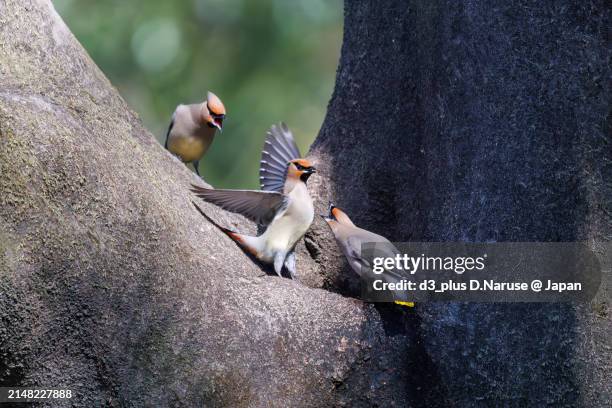 a flock of beautiful japanese waxwing (bombycilla japonica) and bohemian waxwing (bombycilla garrulus) (family ranunculaceae) gather to drink from tree hollows, sometimes competing with each other.

at arakawa river oaso park, kuagaya, saitama, japan,
pho - 鳥 stockfoto's en -beelden