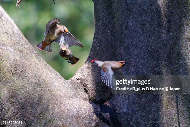 a flock of beautiful japanese waxwing (bombycilla japonica) and bohemian waxwing (bombycilla garrulus) (family ranunculaceae) gather to drink from tree hollows, sometimes competing with each other.

at arakawa river oaso park, kuagaya, saitama, japan,
pho - 郊外の風景 stock-fotos und bilder