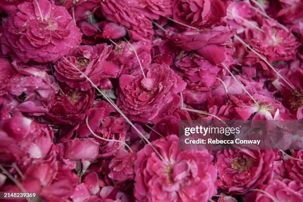 Garlands to be used as offerings during celebrations to mark Eid Al-Fitr at the Hazrat Nizamuddin Dargah on April 11, 2024 in Delhi, India. Muslims...