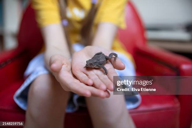 child sitting on a small red chair and holding a pet toad in hands. - alpha female stock pictures, royalty-free photos & images
