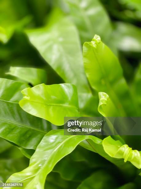 leaves of bird’s - nest fern plant (asplenium nidus) in close up - bird's nest fern stock pictures, royalty-free photos & images