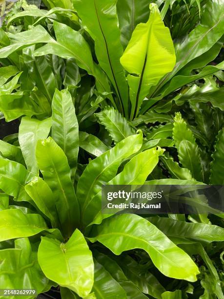leaves of bird’s - nest fern plant (asplenium nidus) in close up - bird's nest fern stock pictures, royalty-free photos & images