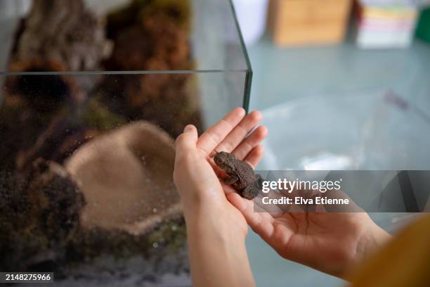 child holding a pet toad in her hands, next to a glass vivarium on a desk. - alpha female stock pictures, royalty-free photos & images