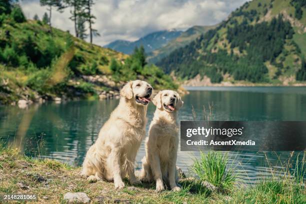 golden retrievers enjoy mountain lake - two animals stock pictures, royalty-free photos & images
