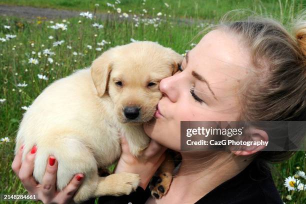 labrador puppies in field - images of black lab puppies stock pictures, royalty-free photos & images