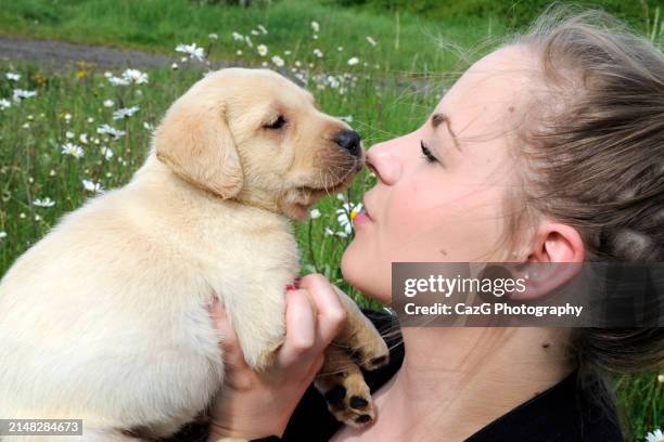 labrador puppies in field - images of black lab puppies stock pictures, royalty-free photos & images