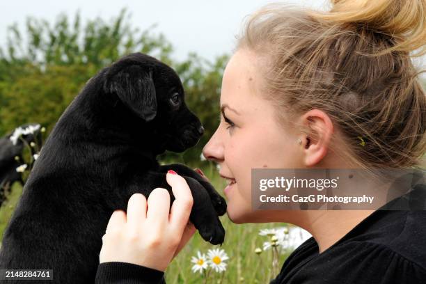 labrador puppies in field - images of black lab puppies stock pictures, royalty-free photos & images