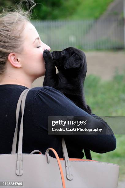 labrador puppies in field - images of black lab puppies stock pictures, royalty-free photos & images
