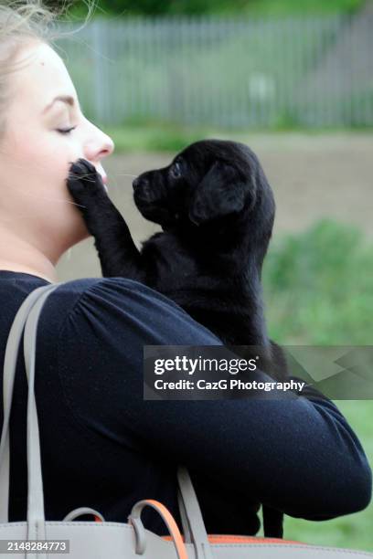 labrador puppies in field - images of black lab puppies stock pictures, royalty-free photos & images