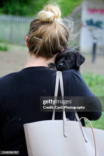 labrador puppies in field - images of black lab puppies stock pictures, royalty-free photos & images