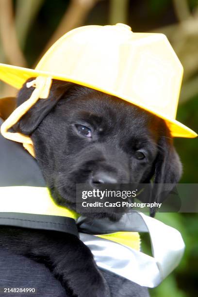 labrador puppies outside, 6 week - pics of firefighters stock pictures, royalty-free photos & images