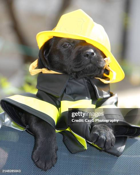 labrador puppies outside, 6 week - pics of firefighters stock pictures, royalty-free photos & images