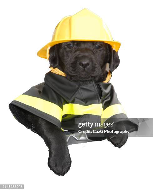 labrador puppies outside, 6 week - pics of firefighters stock pictures, royalty-free photos & images