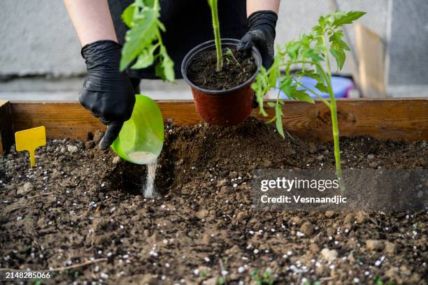 seedling in vegetable garden at garden beds - tomato plant stock pictures, royalty-free photos & images