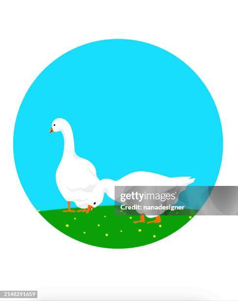 geese - chicken coop stock illustrations
