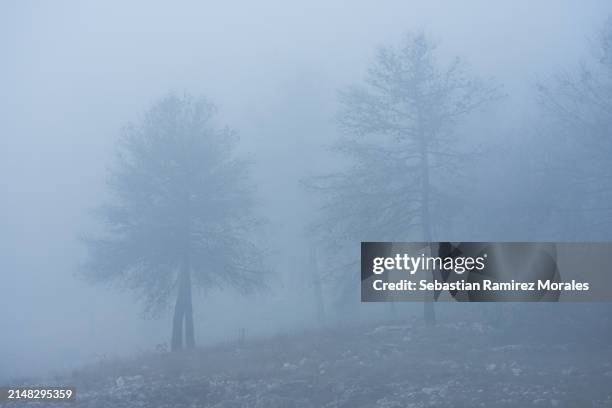 the fog is thick and the trees are bare - coal ash stock pictures, royalty-free photos & images