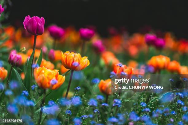 a row of blooming tulips in the park - hirshhorn-museum-and-sculpture-garden stock pictures, royalty-free photos & images