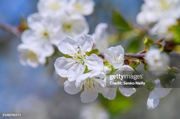 blooming branches with white flowers close-up and copy space - fiore di pesco foto e immagini stock