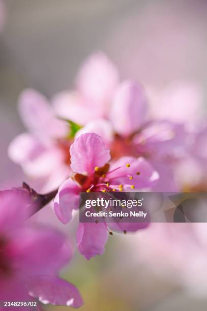 blooming branches with pink flowers close-up and copy space - fiore di pesco foto e immagini stock