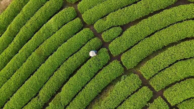 https://media.gettyimages.com/id/2148297196/video/looking-down-on-the-tea-plantations-in-the-spring-the-farmer-is-at-work.jpg?b=1&s=640x640&k=20&c=TJaCfXRpMGTW2W806XqOzHvI62y-Wawl_-IgMNzk-sU=