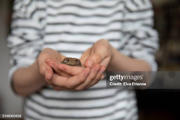 close up of a child holding a pet common toad carefully in the palms of cupped hands. - alpha female stock pictures, royalty-free photos & images