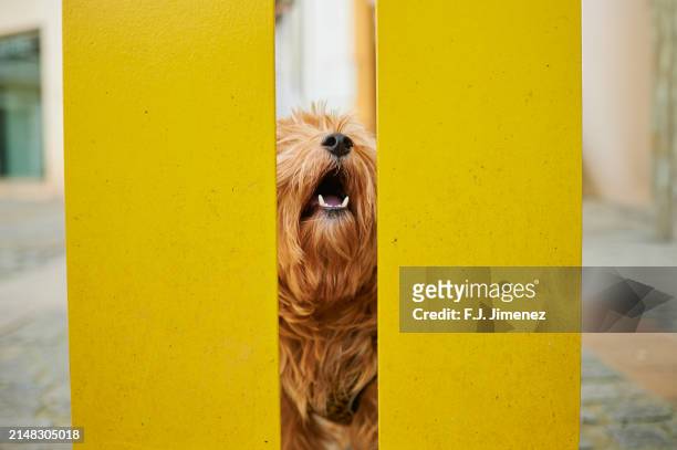 yorkshire dog between yellow  wooden fence - thoroughbred lane stock pictures, royalty-free photos & images