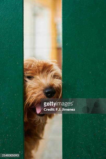 yorkshire dog between green wooden fence - thoroughbred lane stock pictures, royalty-free photos & images