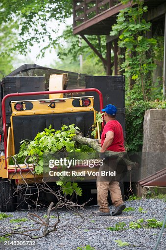 A tree service worker loading a tree branch into a shredder. A tree service worker loading a tree branch into a shredder.