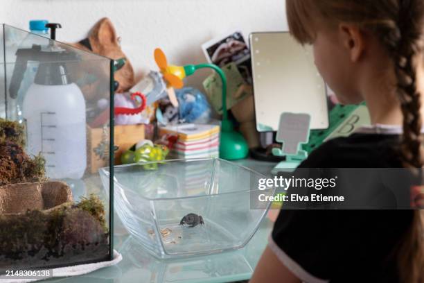 child watching a pet toad in a glass bowl at feeding time. - alpha female stock pictures, royalty-free photos & images