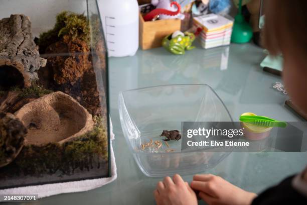 child watching a pet toad in a glass bowl at feeding time, on a desktop next to a vivarium. - alpha female stock pictures, royalty-free photos & images