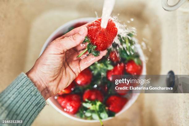 fresh strawberries being washed. hand holding ripe berries under running water over a white colander. - watering succulent stock pictures, royalty-free photos & images