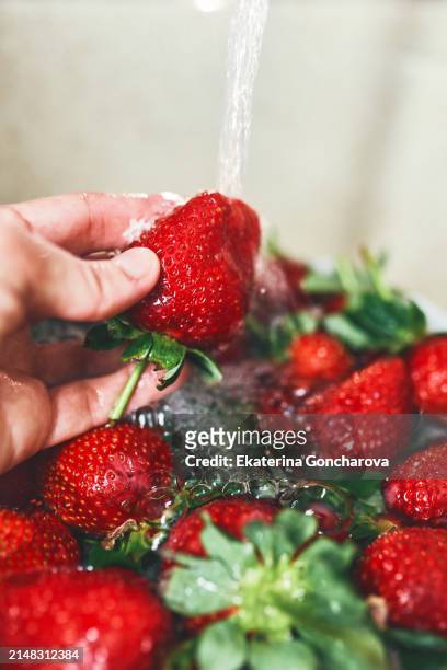 fresh strawberries being washed. hand holding ripe berries under running water over a white colander. - watering succulent stock pictures, royalty-free photos & images