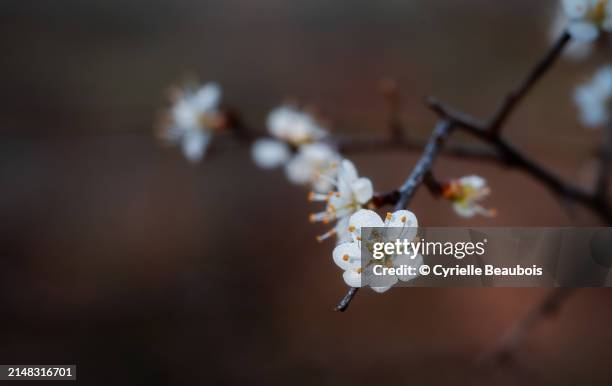 prunus tree blossoms - apfelbaum blüte stock-fotos und bilder