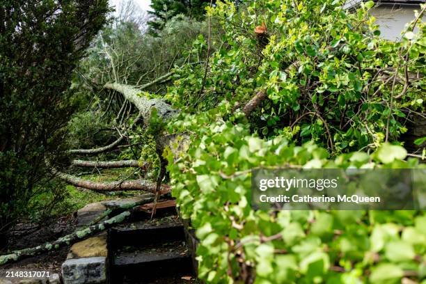 downed hemlock tree - hemlock tree stockfoto's en -beelden